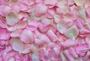 rose petals, pink, background